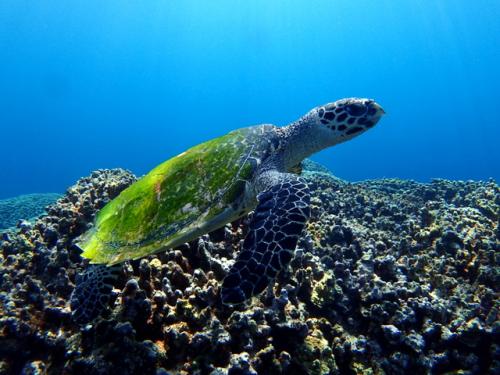 サイパン ダイビングライセンス