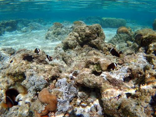 サイパン ダイビングライセンス