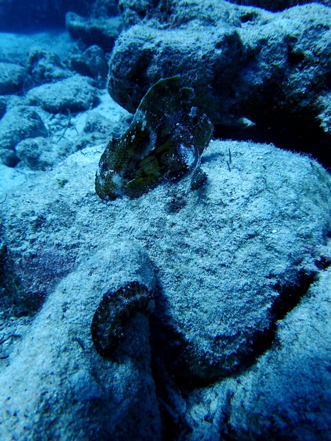 サイパン ダイビング