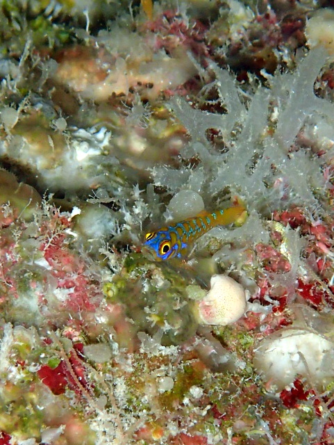 サイパン ダイビングライセンス