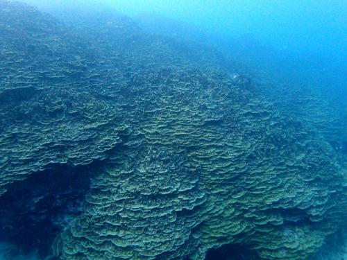 サイパン ダイビングライセンス