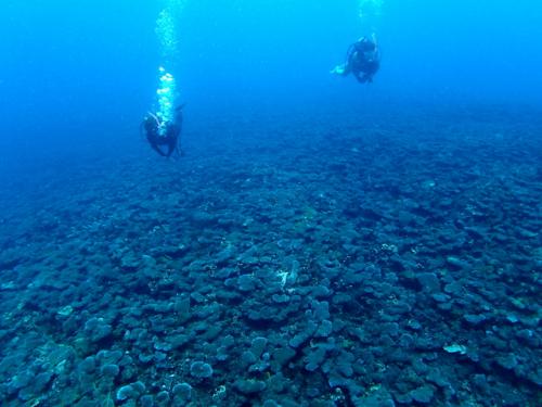 サイパン ダイビングライセンス