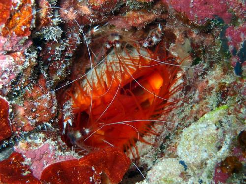 サイパン 島内観光