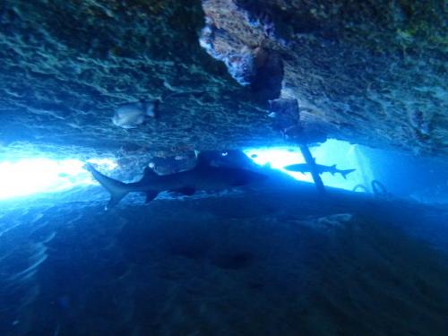 サイパン ダイビング