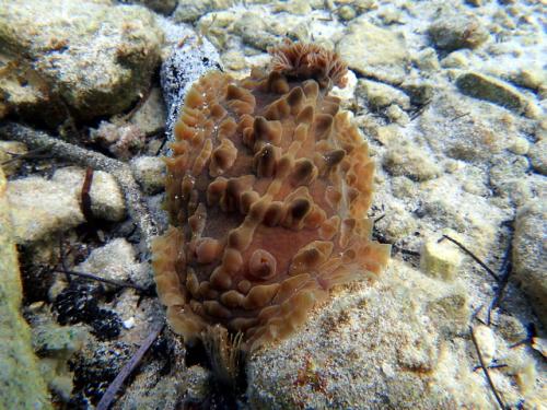 サイパン 体験ダイビング