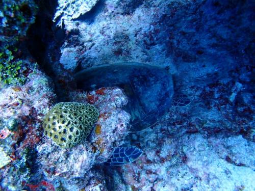 サイパン ダイビングライセンス