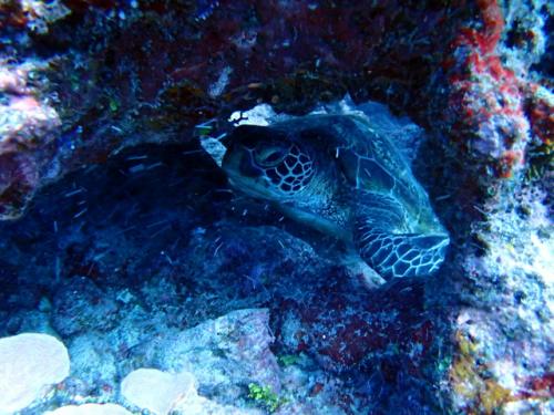 サイパン 島内観光