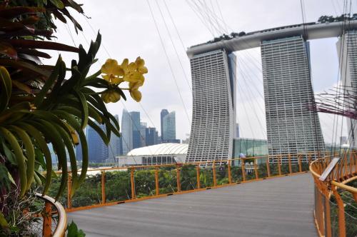 ベイサンズと花