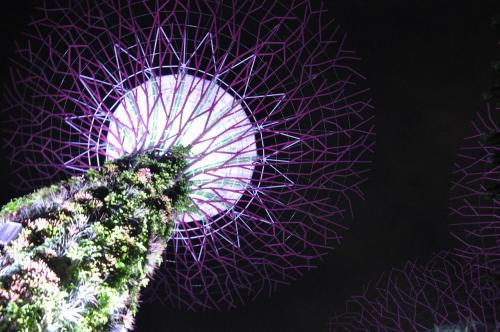 スーパーツリー夜