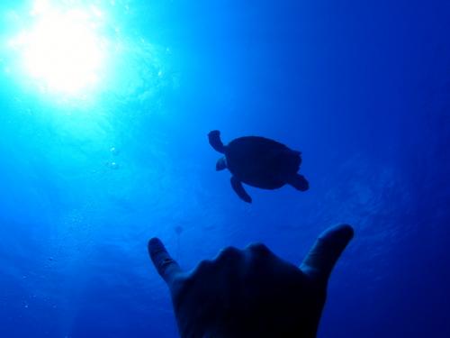 サイパン ダイビングライセンス