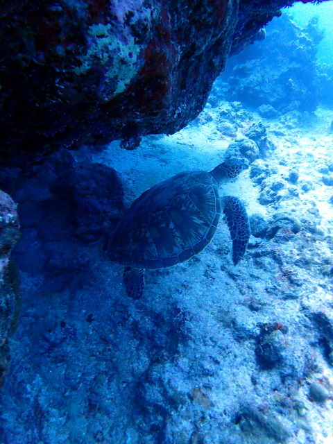 サイパン グロットシュノーケル