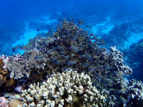 サイパン ダイビングライセンス