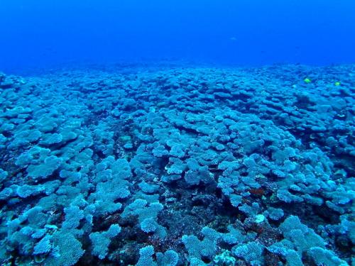 サイパン 体験ダイビング