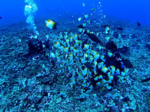 サイパン ダイビングライセンス