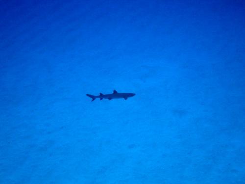 サイパン グロットシュノーケル