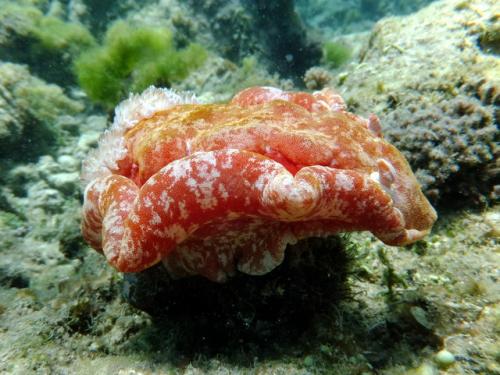 サイパン ダイビング