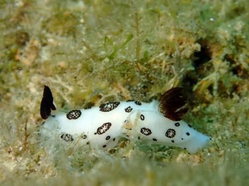 サイパン ダイビング