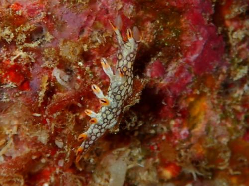 サイパン ダイビング