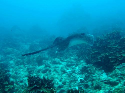 サイパン グロットシュノーケル