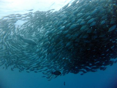 サイパン ダイビングライセンス