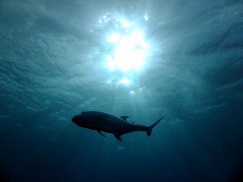 サイパン 島内観光