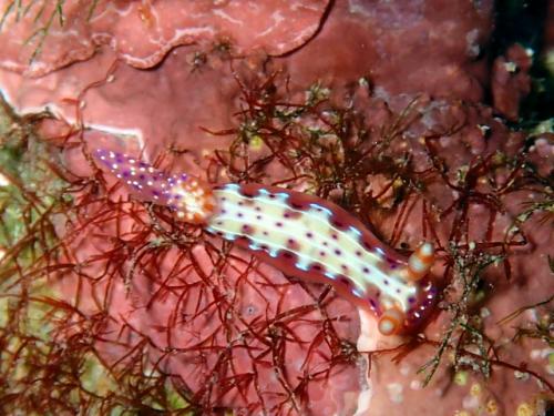 サイパン グロットシュノーケル