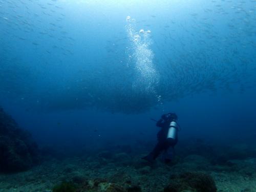サイパン ダイビング