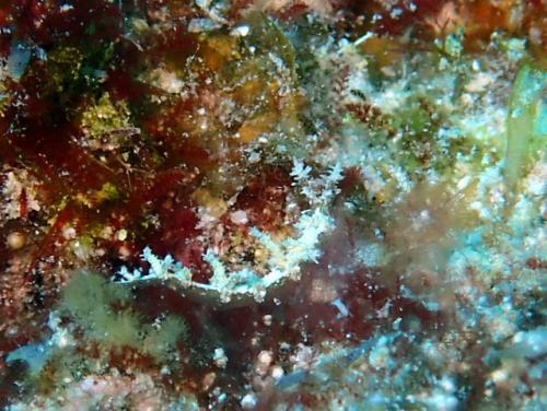 サイパン ダイビング