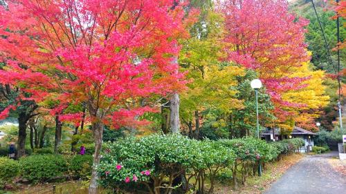 ゆふいん金鱗湖?2016.11.9