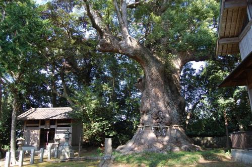 川津来宮神社の大楠