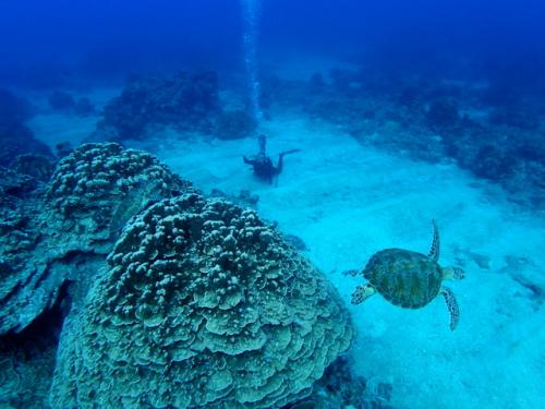 マニャガハ島体験ダイビング