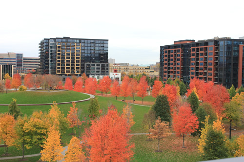 ゴールド メダル パークの紅葉