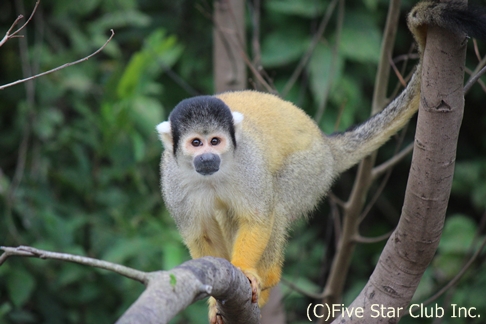 ブラジルだけじゃない ボリビアのアマゾン ルレナバケ の魅力に迫る 野生動物の楽園パンパスでアナコンダ探し ピラニア釣り カピパラ メ ファイブスタークラブさんの旅行ブログ トラベルコ