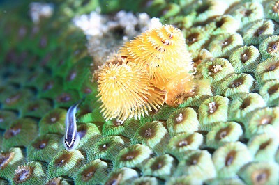 いばらかんざし