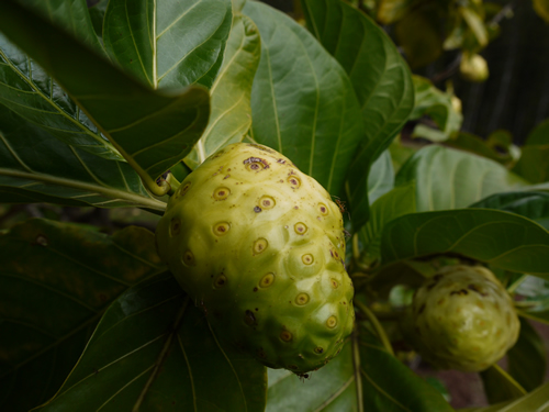 ケアイヴァ ヘイアウ