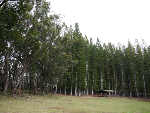 ケアイヴァ ヘイアウ