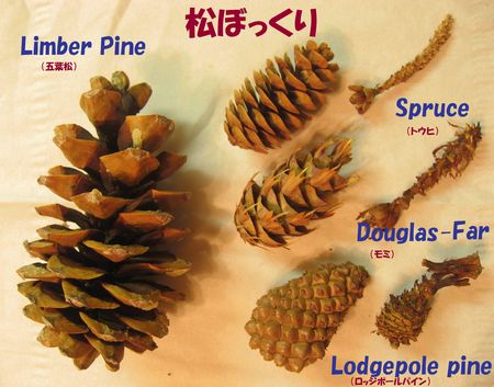 Pine cone