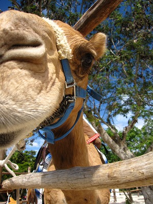 ラクダ１