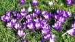 Crocus