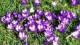 Crocus
