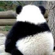 可愛いパンダ 触れる臥龍パンダ基地パンダ飼育ボランティア日帰りツアー よよさんの旅行ブログ トラベルコ