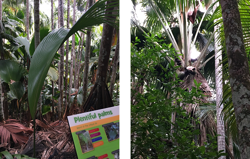 ココ・デ・メール成長途中