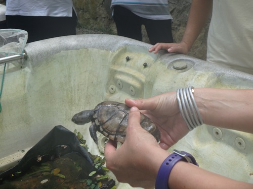保護された亀の赤ちゃん