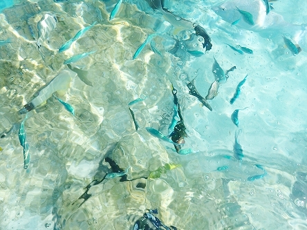 水の上から覗く