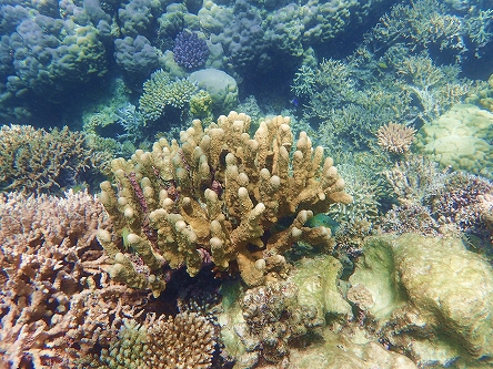 サンゴ1