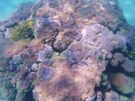サンゴ2