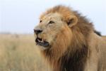 roaring