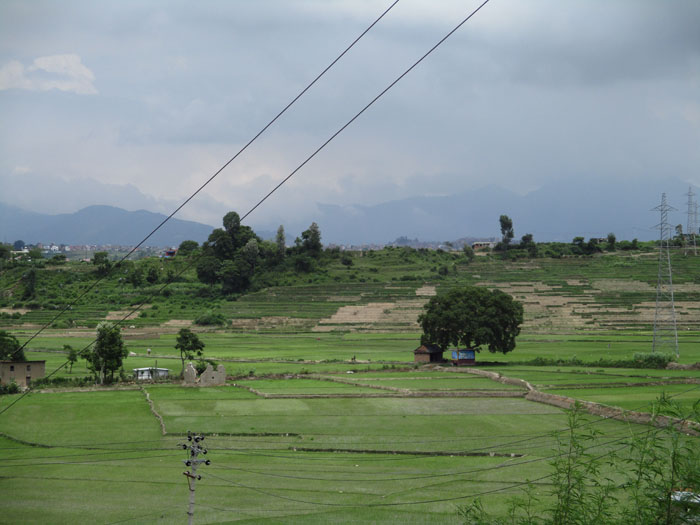 コカナの田んぼ1
