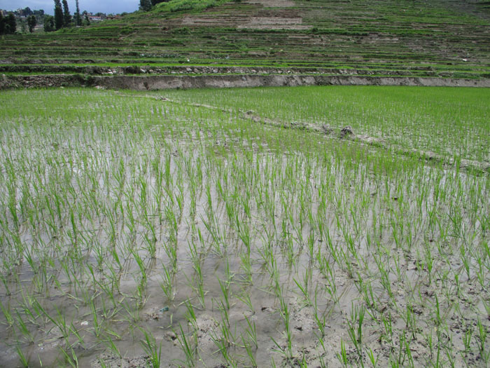 コカナの田んぼ３