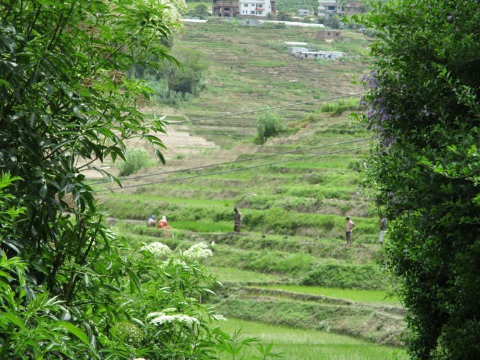 コカナの田んぼ５